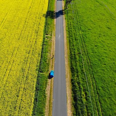Mùa hoa cải hút khách ở Australia 7